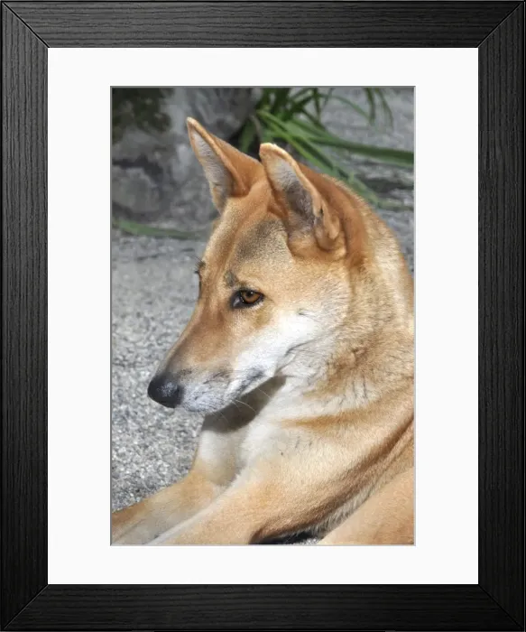 Framed Print : Picture No. 10894856 Framed Print : Picture No. 10894856