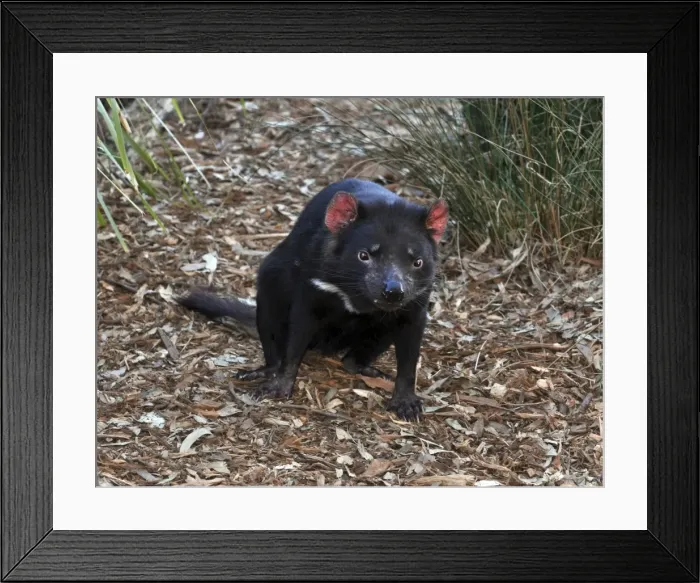 Framed Print : Picture No. 10894854 Framed Print : Picture No. 10894854