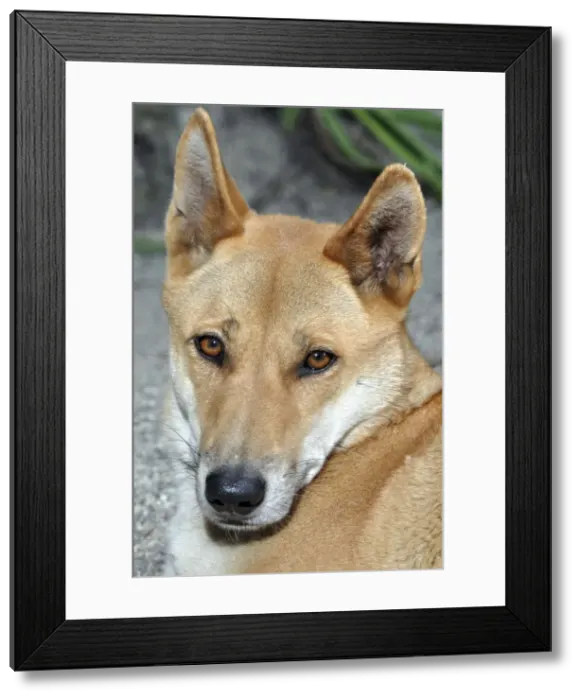 Framed Print : Picture No. 10894857 Framed Print : Picture No. 10894857