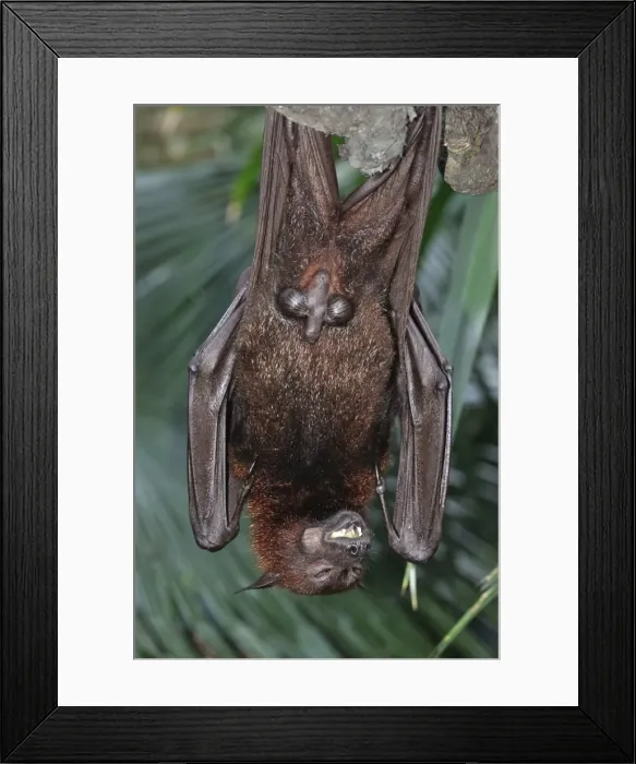 Framed Print : Picture No. 10894859 Framed Print : Picture No. 10894859