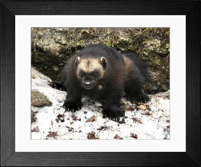 Framed Print : Picture No. 10894861 Framed Print : Picture No. 10894861