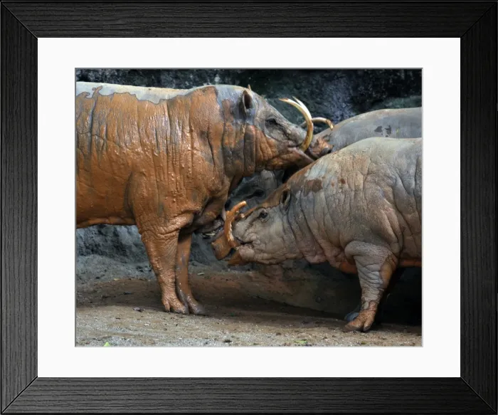 Framed Print : Picture No. 10894851 Framed Print : Picture No. 10894851