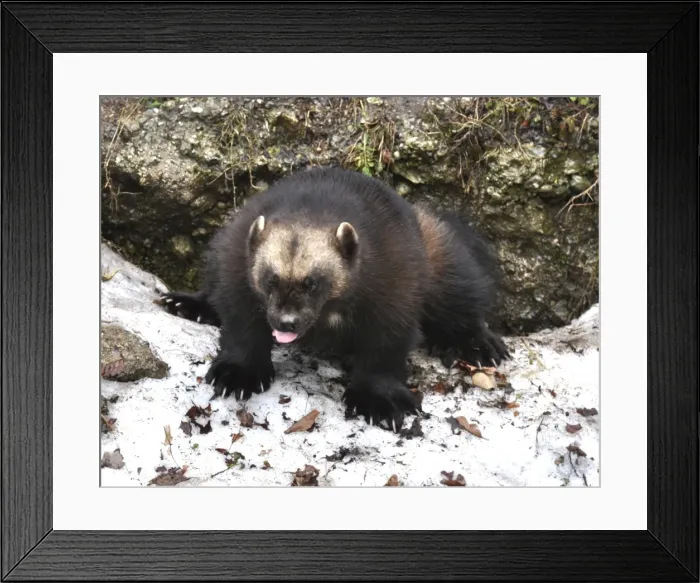 Framed Print : Picture No. 10894862 Framed Print : Picture No. 10894862