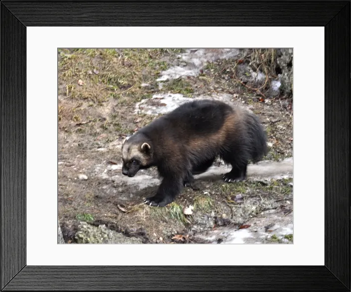 Framed Print : Picture No. 10894863 Framed Print : Picture No. 10894863