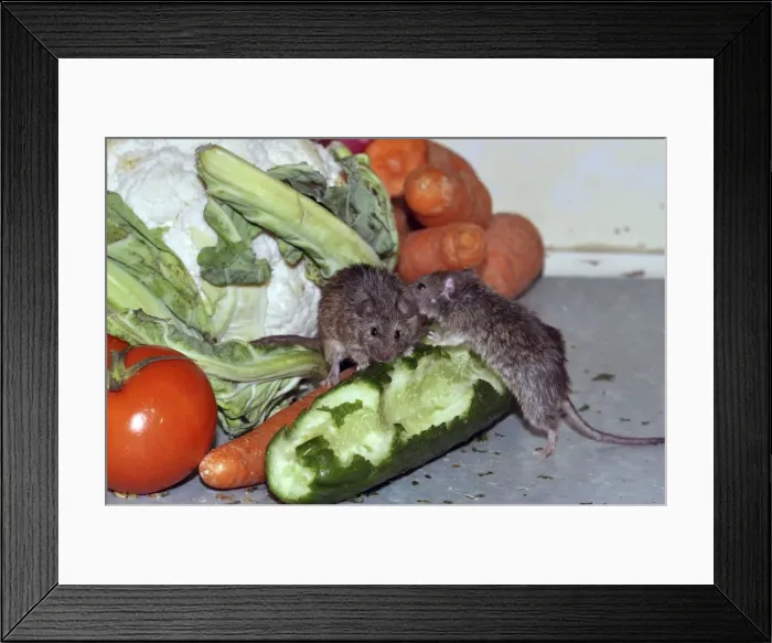Framed Print : Picture No. 10894864 Framed Print : Picture No. 10894864