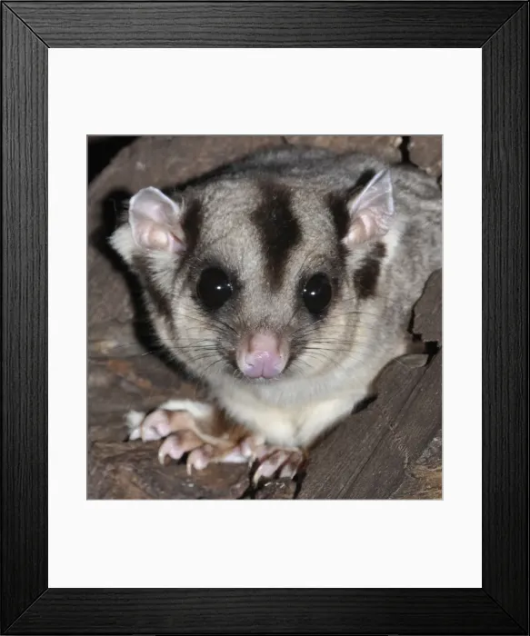 Framed Print : Picture No. 10894860 Framed Print : Picture No. 10894860
