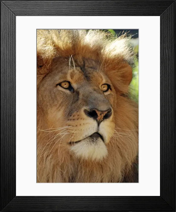 Framed Print : Picture No. 10894866 Framed Print : Picture No. 10894866