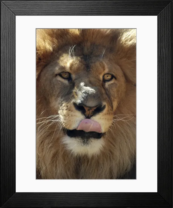 Framed Print : Picture No. 10894867 Framed Print : Picture No. 10894867