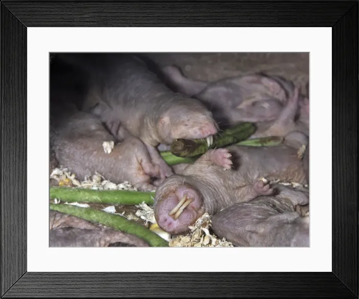 Framed Print : Picture No. 10894871 Framed Print : Picture No. 10894871