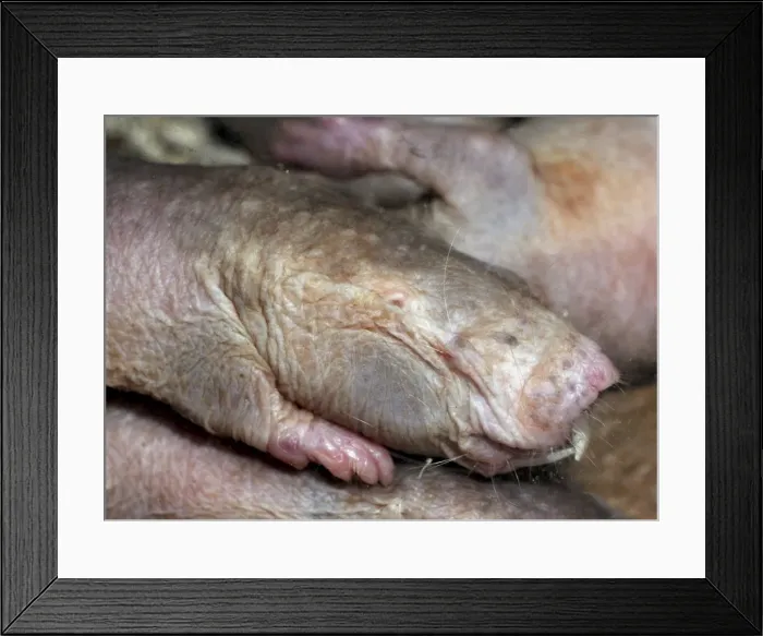 Framed Print : Picture No. 10894872 Framed Print : Picture No. 10894872