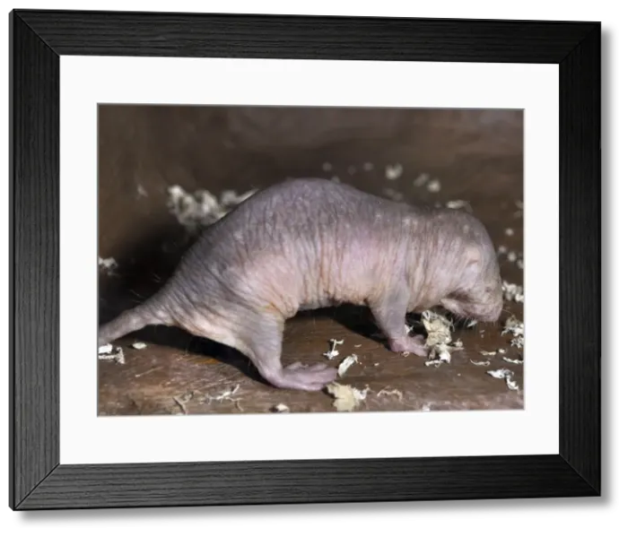 Framed Print : Picture No. 10894870 Framed Print : Picture No. 10894870