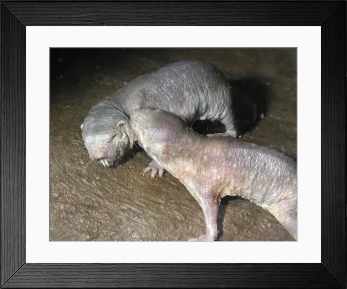 Framed Print : Picture No. 10894873 Framed Print : Picture No. 10894873