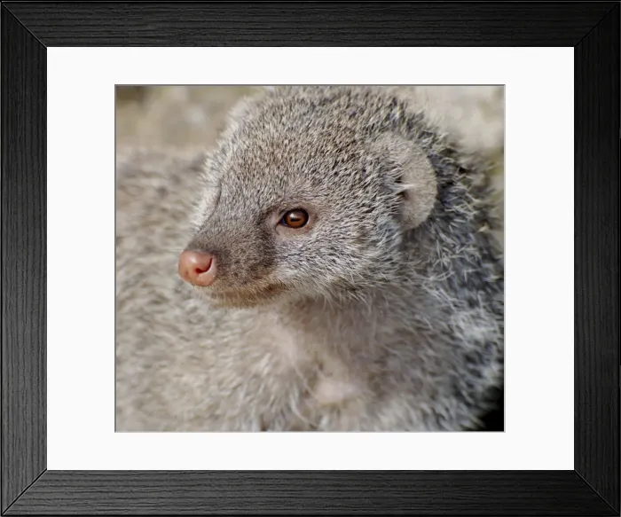Framed Print : Picture No. 10894875 Framed Print : Picture No. 10894875