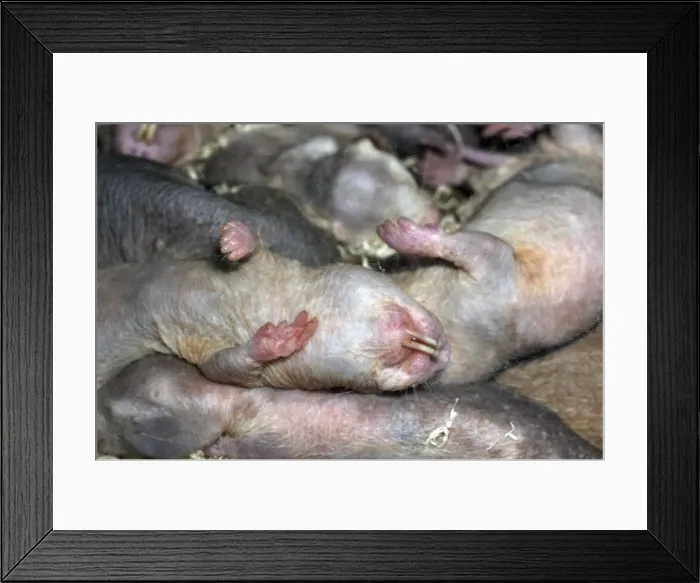 Framed Print : Picture No. 10894874 Framed Print : Picture No. 10894874