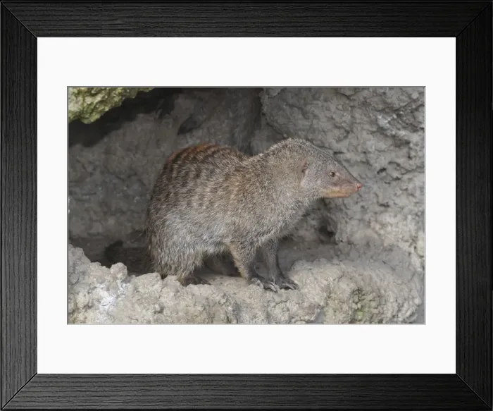 Framed Print : Picture No. 10894876 Framed Print : Picture No. 10894876