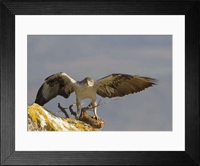 Framed Print : Picture No. 10898504 Framed Print : Picture No. 10898504