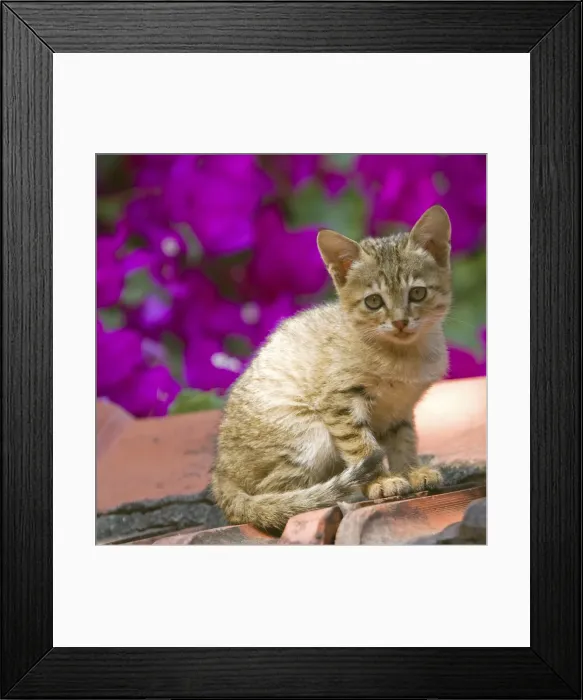 Framed Print : Picture No. 10898499 Framed Print : Picture No. 10898499