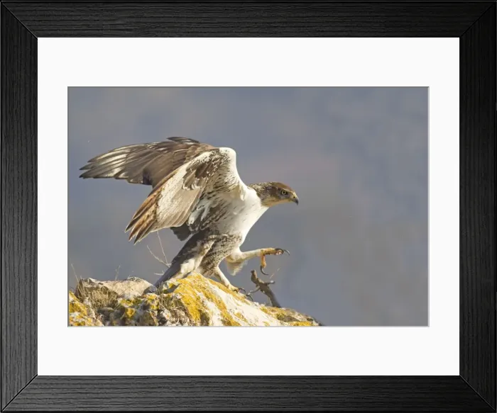 Framed Print : Picture No. 10898506 Framed Print : Picture No. 10898506