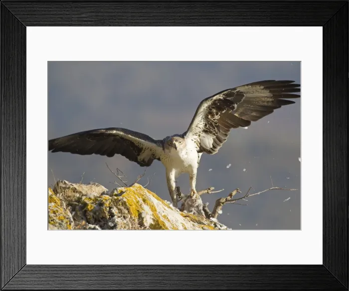 Framed Print : Picture No. 10898509 Framed Print : Picture No. 10898509