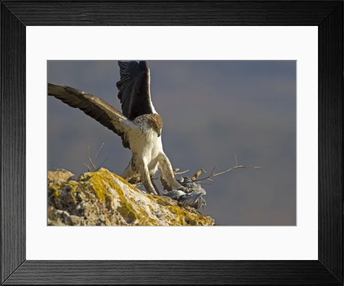 Framed Print : Picture No. 10898507 Framed Print : Picture No. 10898507