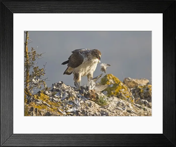 Framed Print : Picture No. 10898505 Framed Print : Picture No. 10898505