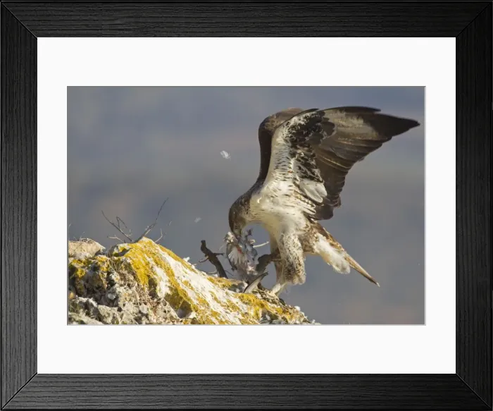 Framed Print : Picture No. 10898510 Framed Print : Picture No. 10898510