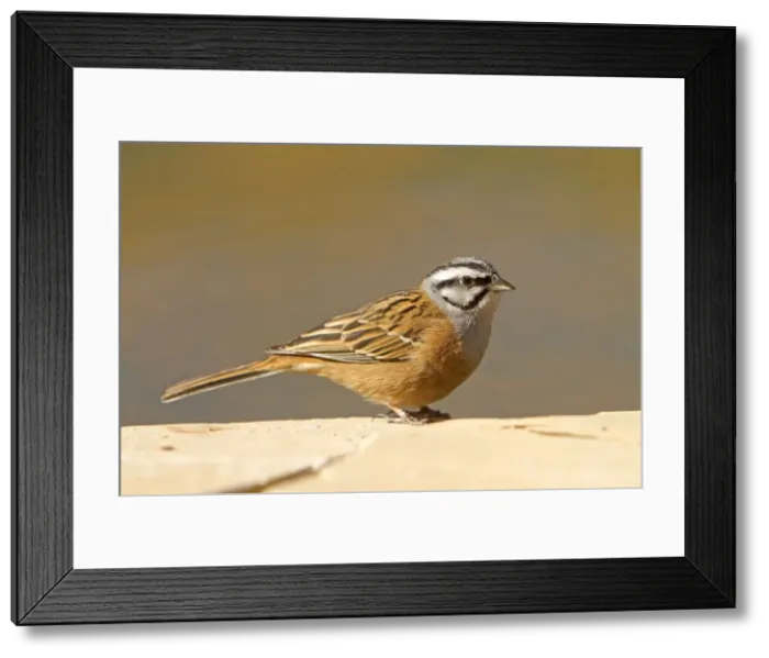 Framed Print : Picture No. 10898511 Framed Print : Picture No. 10898511