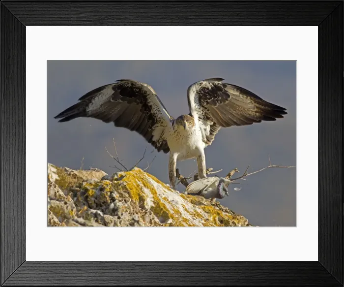 Framed Print : Picture No. 10898508 Framed Print : Picture No. 10898508