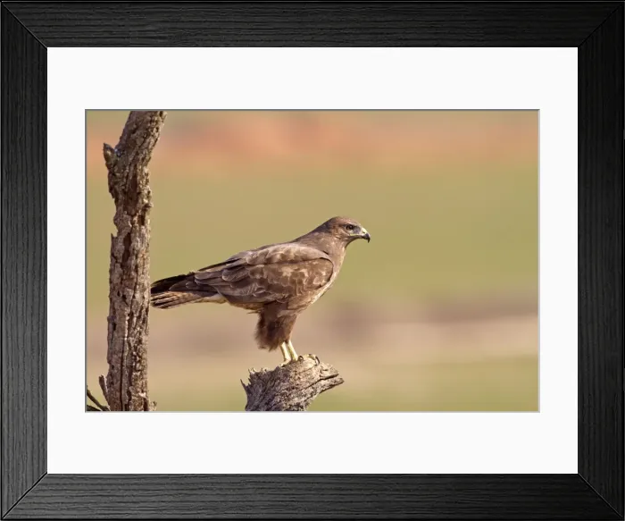 Framed Print : Picture No. 10898517 Framed Print : Picture No. 10898517