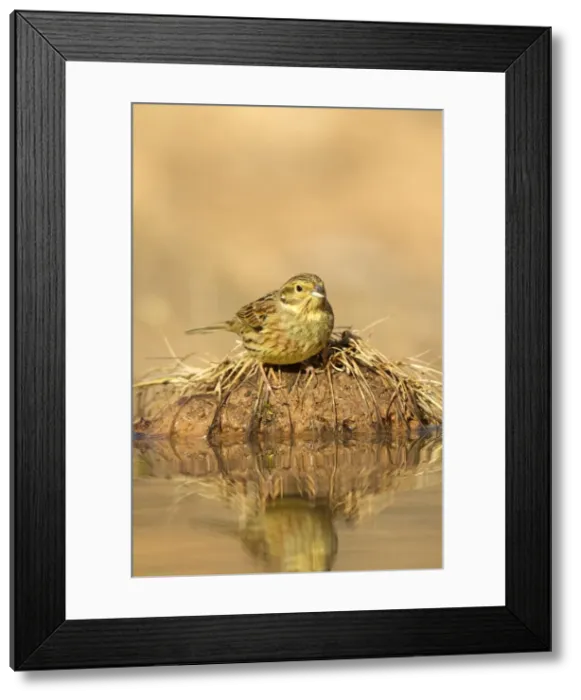 Framed Print : Picture No. 10898512 Framed Print : Picture No. 10898512