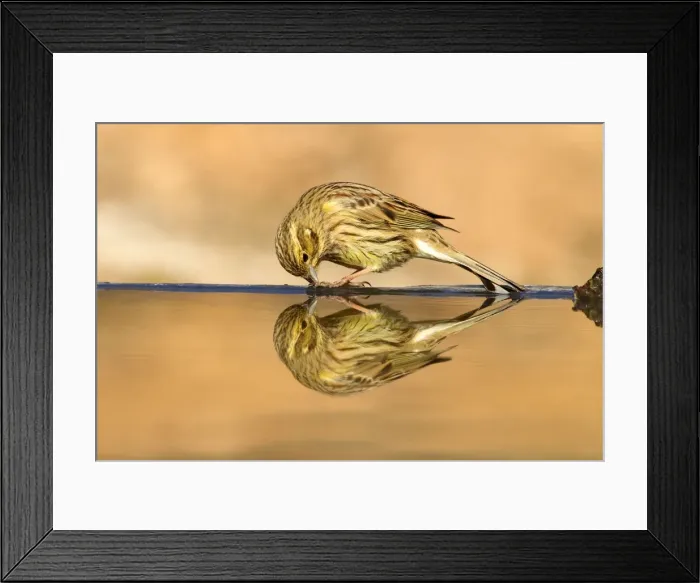 Framed Print : Picture No. 10898514 Framed Print : Picture No. 10898514