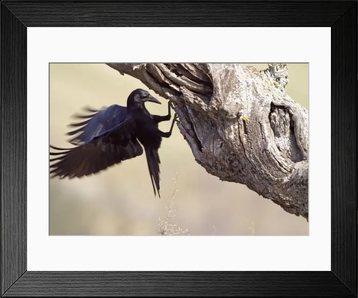 Framed Print : Picture No. 10898521 Framed Print : Picture No. 10898521