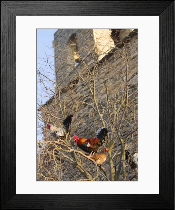 Framed Print : Picture No. 10898519 Framed Print : Picture No. 10898519