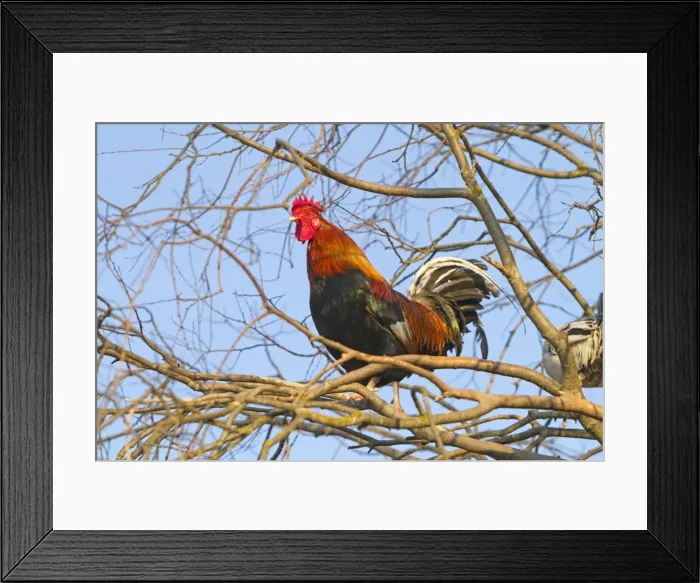 Framed Print : Picture No. 10898520 Framed Print : Picture No. 10898520