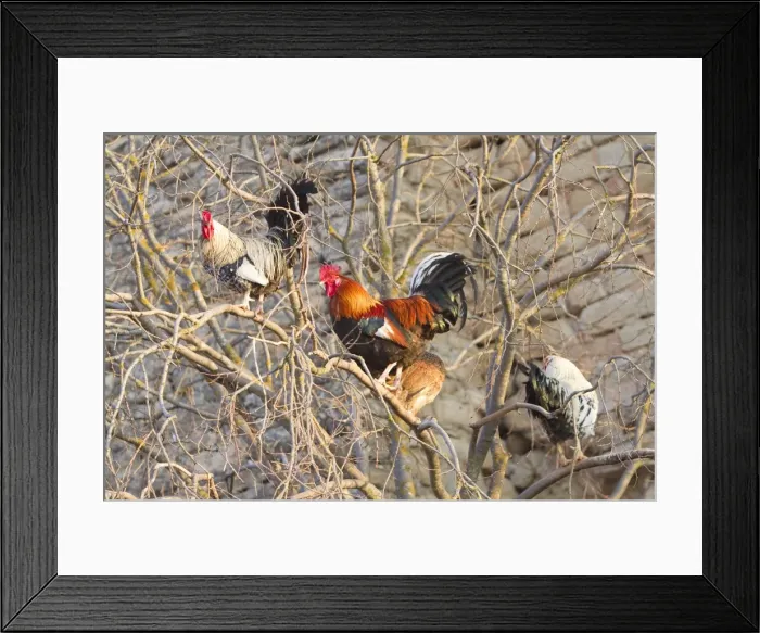 Framed Print : Picture No. 10898518 Framed Print : Picture No. 10898518