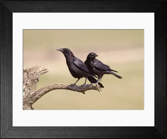 Framed Print : Picture No. 10898522 Framed Print : Picture No. 10898522