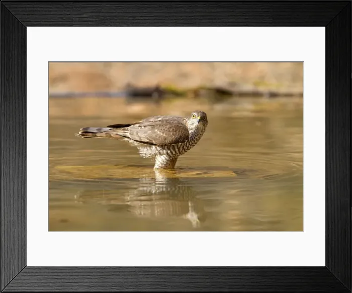Framed Print : Picture No. 10898523 Framed Print : Picture No. 10898523