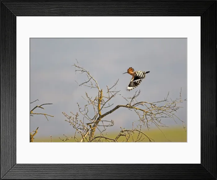 Framed Print : Picture No. 10898526 Framed Print : Picture No. 10898526