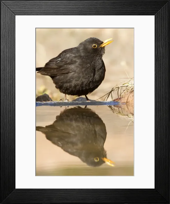Framed Print : Picture No. 10898528 Framed Print : Picture No. 10898528