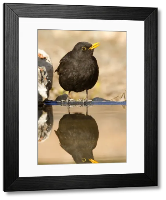 Framed Print : Picture No. 10898529 Framed Print : Picture No. 10898529