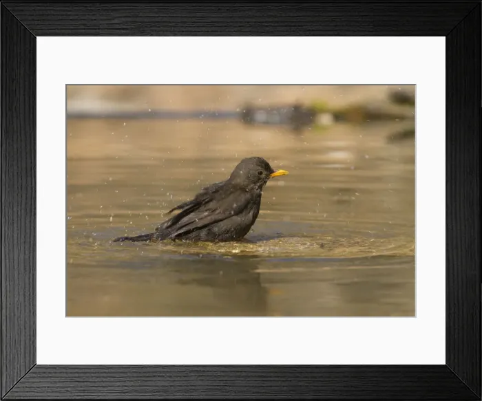 Framed Print : Picture No. 10898530 Framed Print : Picture No. 10898530