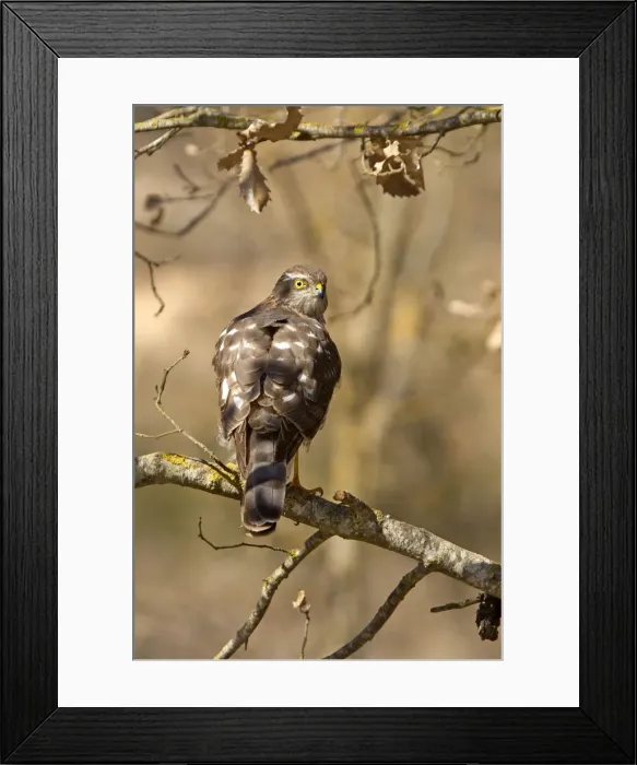 Framed Print : Picture No. 10898524 Framed Print : Picture No. 10898524