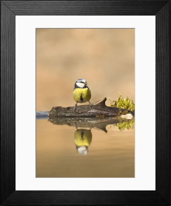 Framed Print : Picture No. 10898531 Framed Print : Picture No. 10898531