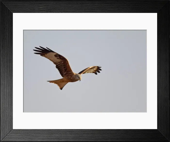 Framed Print : Picture No. 10898534 Framed Print : Picture No. 10898534