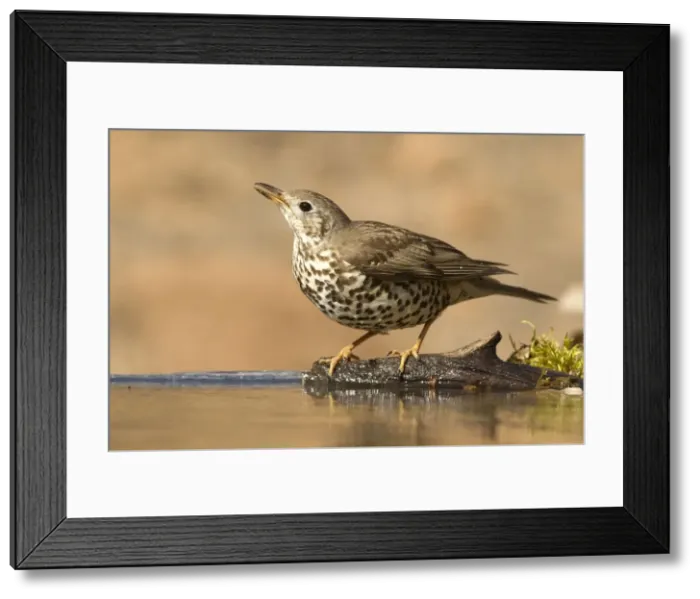 Framed Print : Picture No. 10898525 Framed Print : Picture No. 10898525
