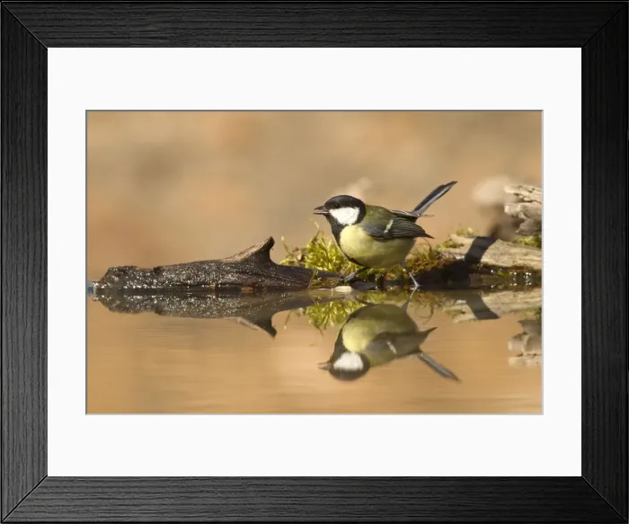 Framed Print : Picture No. 10898532 Framed Print : Picture No. 10898532