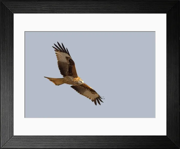 Framed Print : Picture No. 10898535 Framed Print : Picture No. 10898535