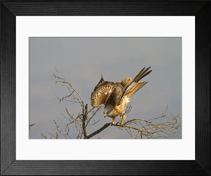 Framed Print : Picture No. 10898533 Framed Print : Picture No. 10898533