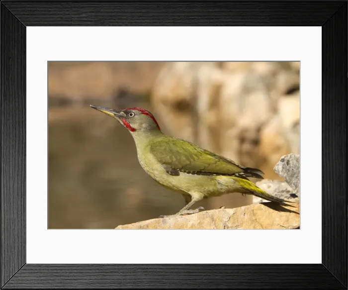 Framed Print : Picture No. 10898538 Framed Print : Picture No. 10898538