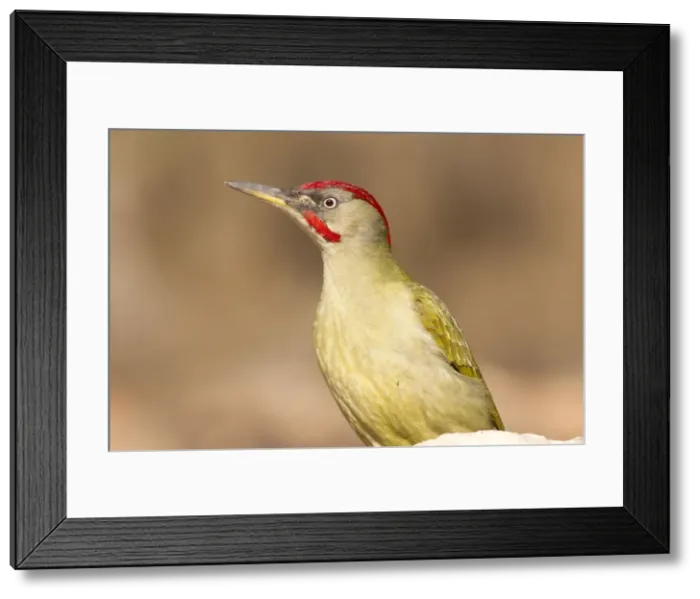 Framed Print : Picture No. 10898539 Framed Print : Picture No. 10898539
